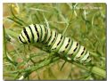 Papilio machaon